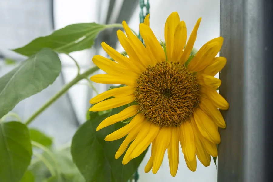 Close-up of a sunflower Close-up of a sunflower