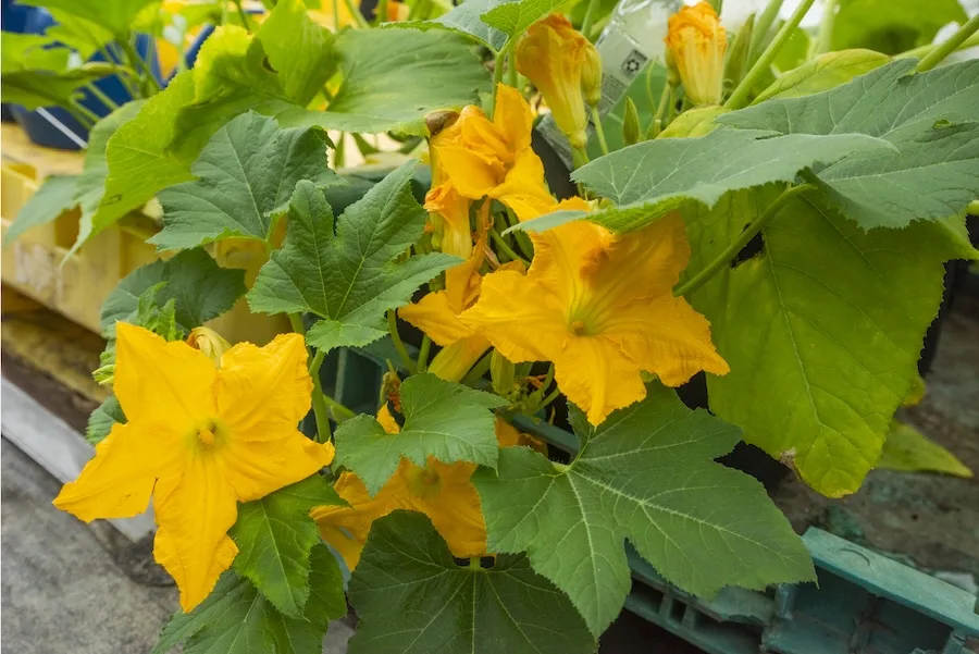 Close-up of orange squash blossoms Close-up of orange squash blossoms